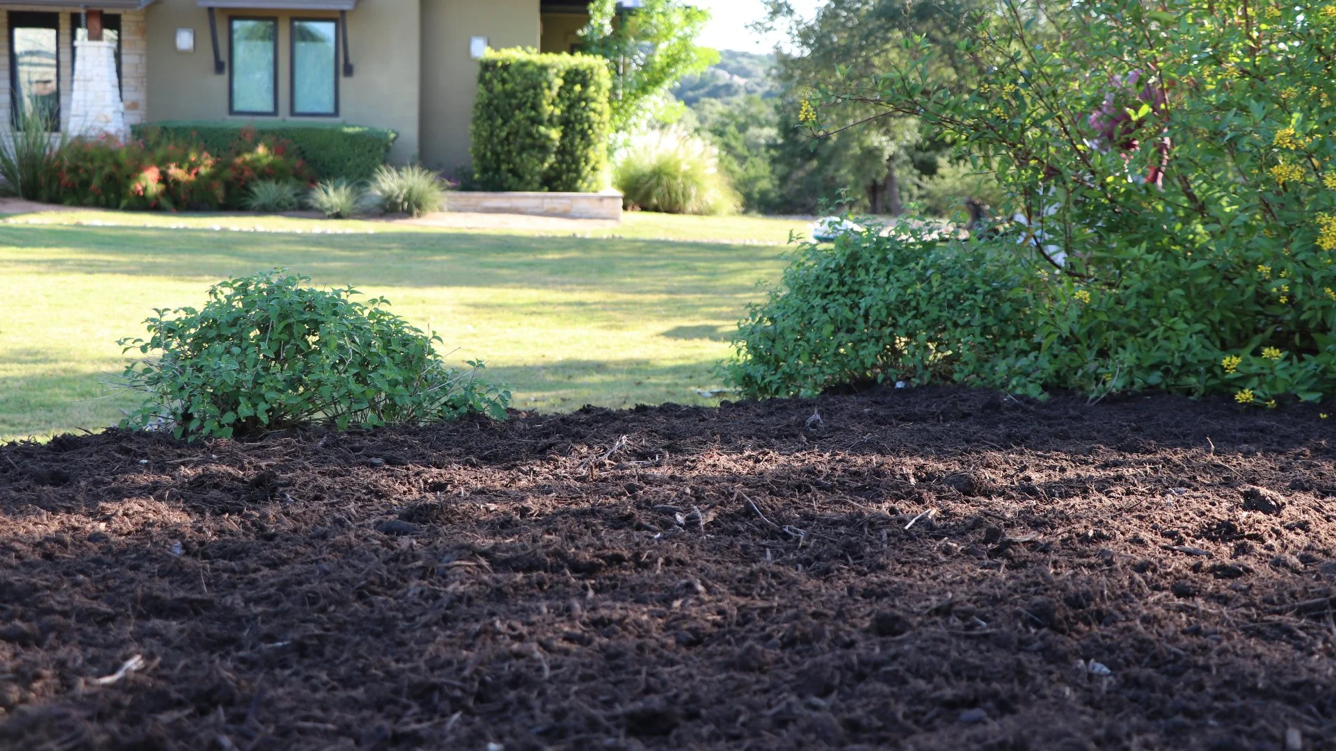 Can You Leave Old Mulch When Applying a New Layer?