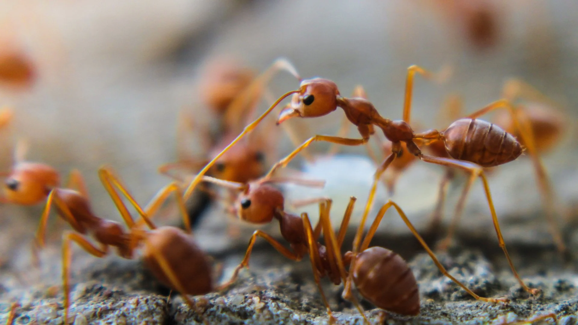 Do Fire Ant Control Treatments Last a Long Time?