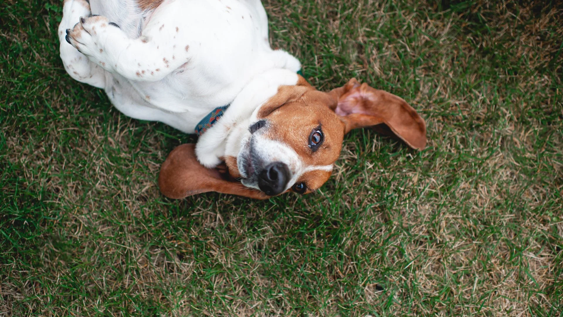 Keep Your Pets Safe - What You Should Do During a Lawn Fertilization Service