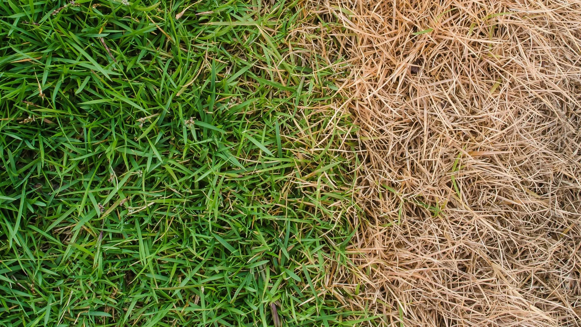 What Can Happen if You Overfertilize Your Lawn?