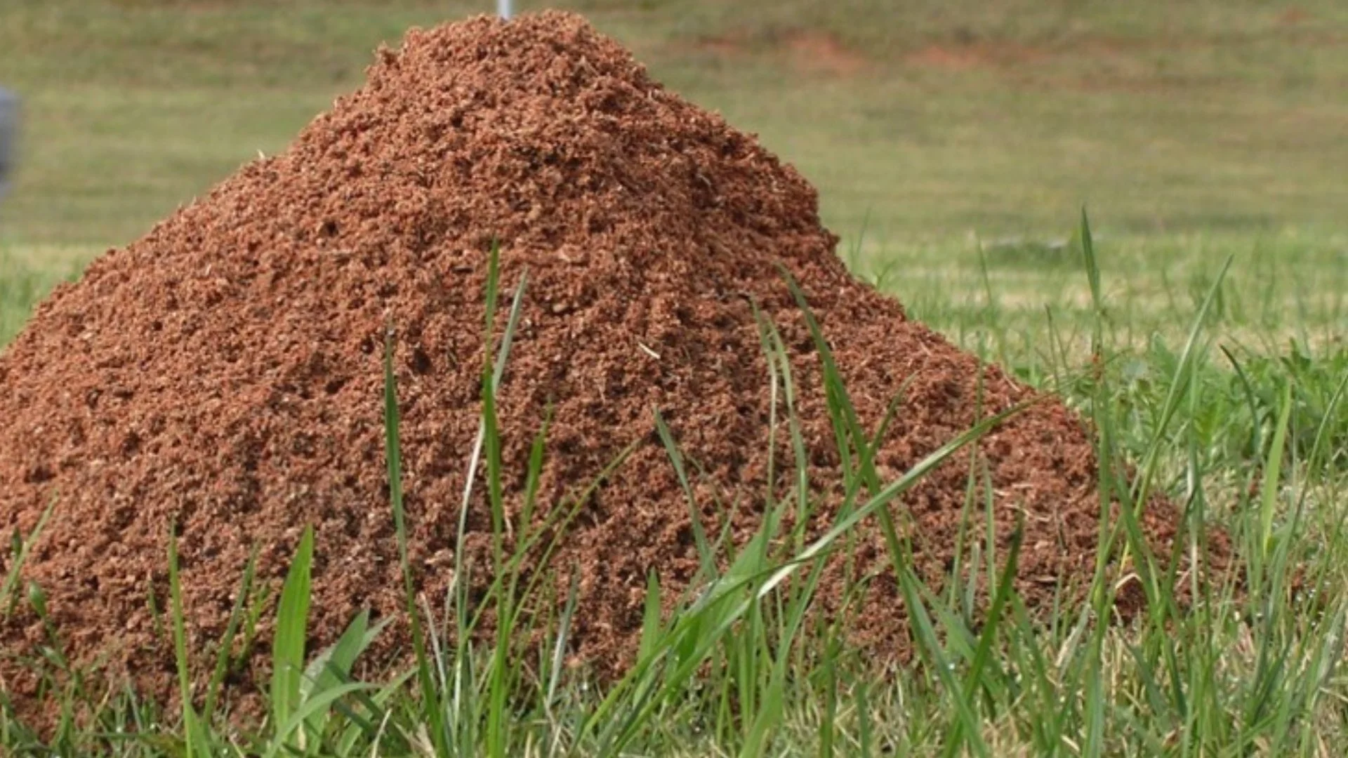 The Ant Mounds on Your Lawn Could Be Fire Ants - Here's How to Tell