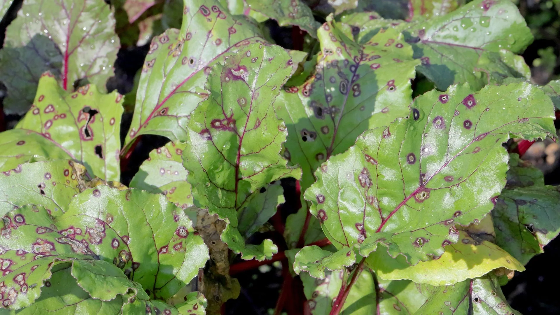 Are There Brown Spots on Your Shrubs' Foliage? It Could Be Leaf Spot!