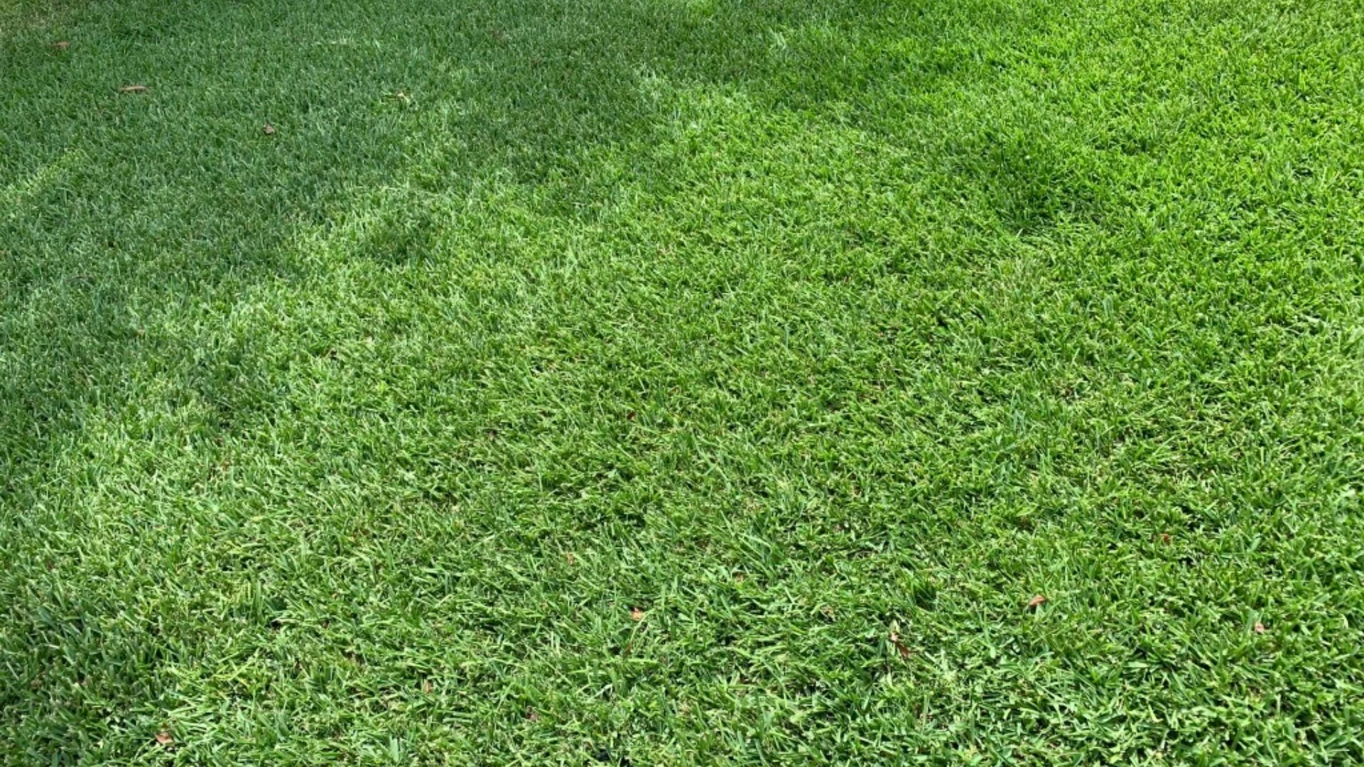 Lawn Fertilizers Aren't All Made the Same!