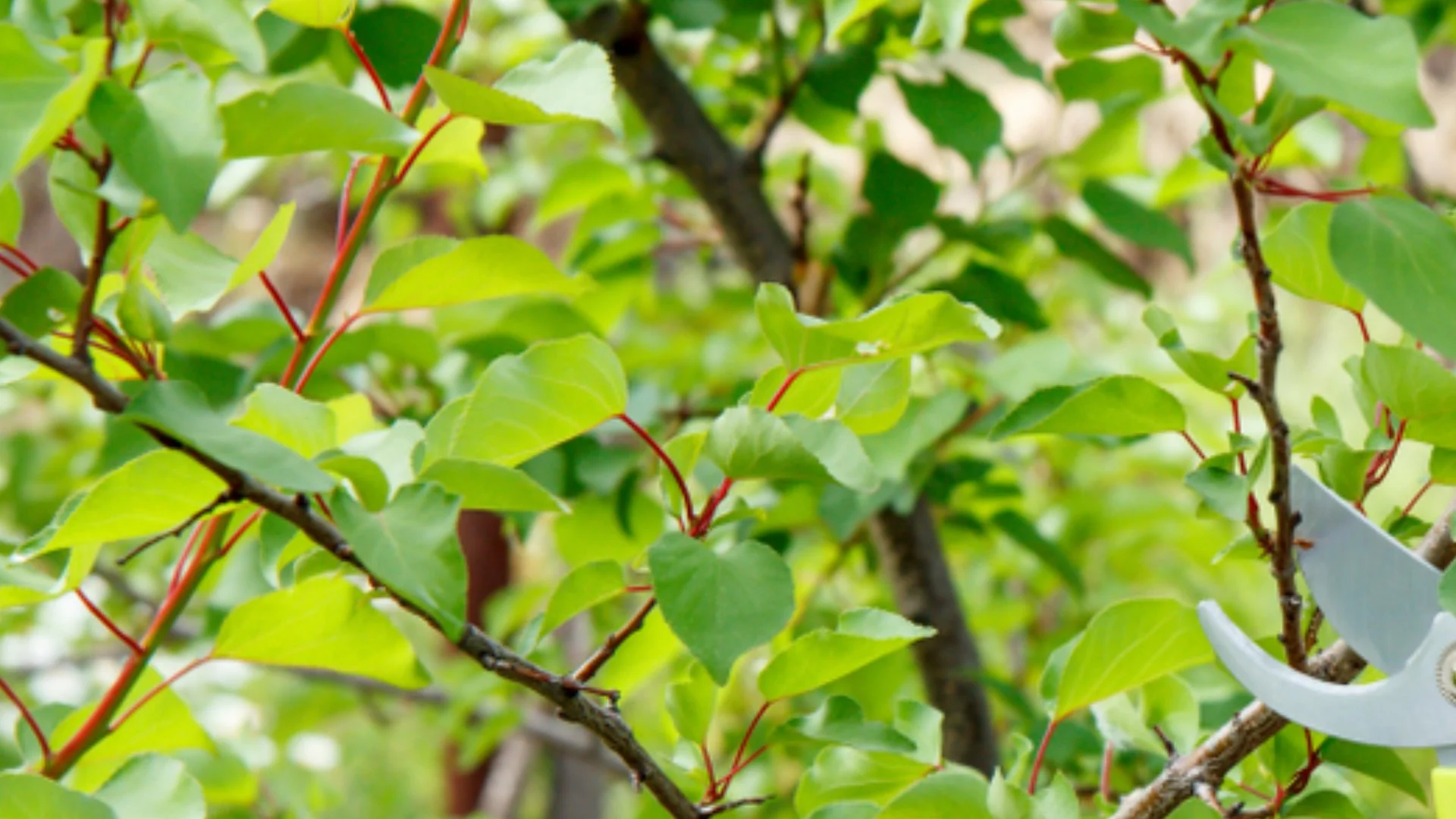 Pruning Your Plants Is the Key to Healthy Growth