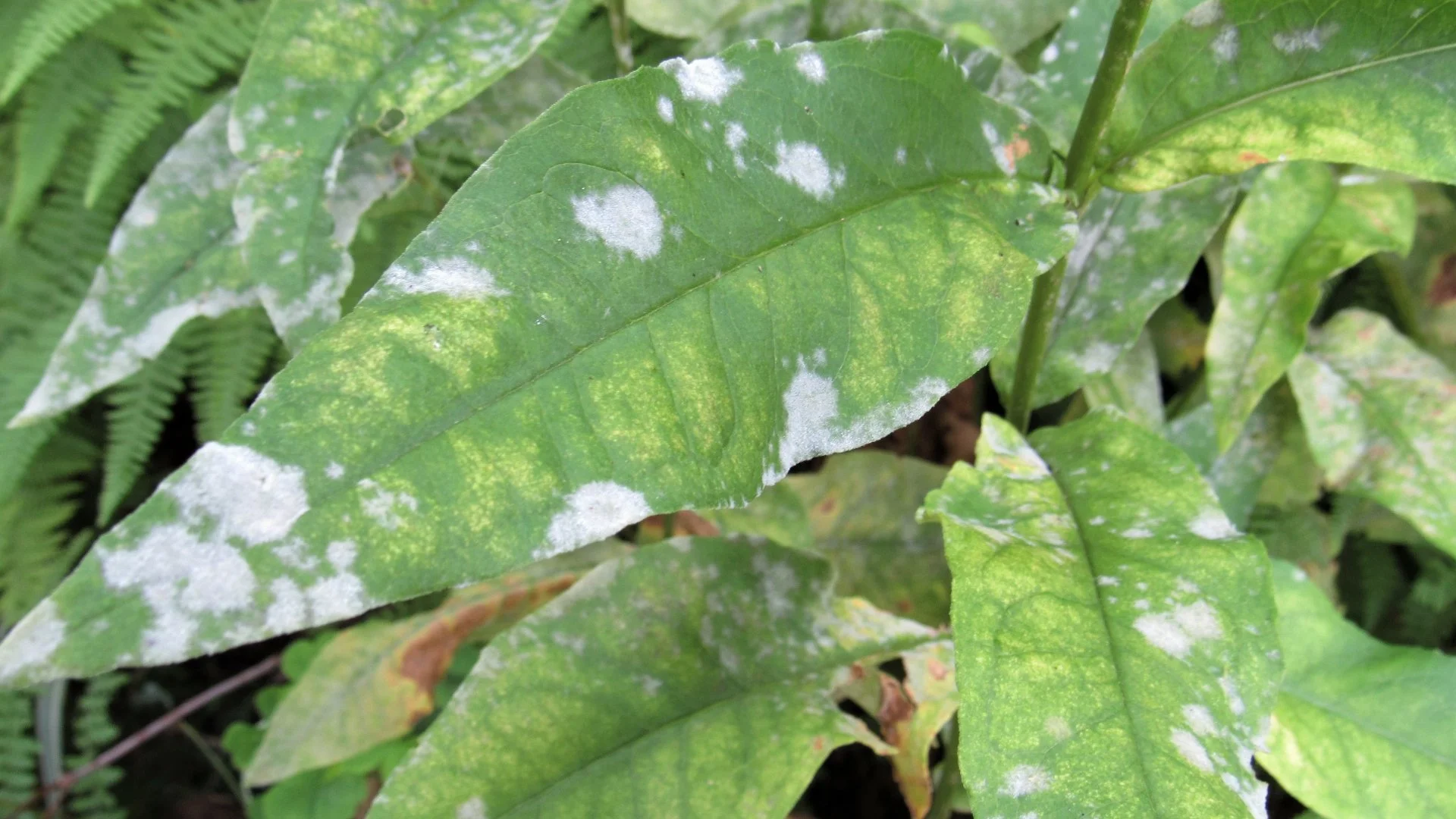 Powdery Mildew: Everything You Should Know About This Shrub Disease