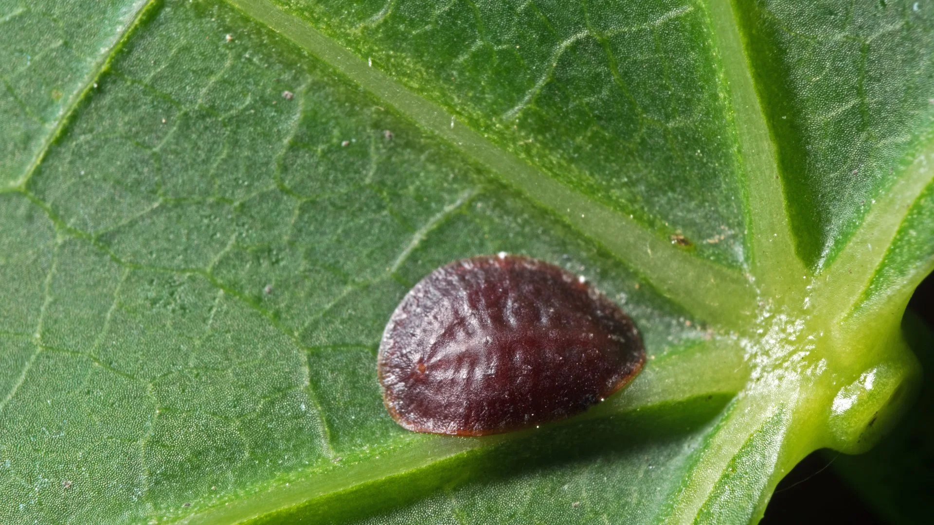 Scale Insects: What Should You Know about This Shrub Pest?