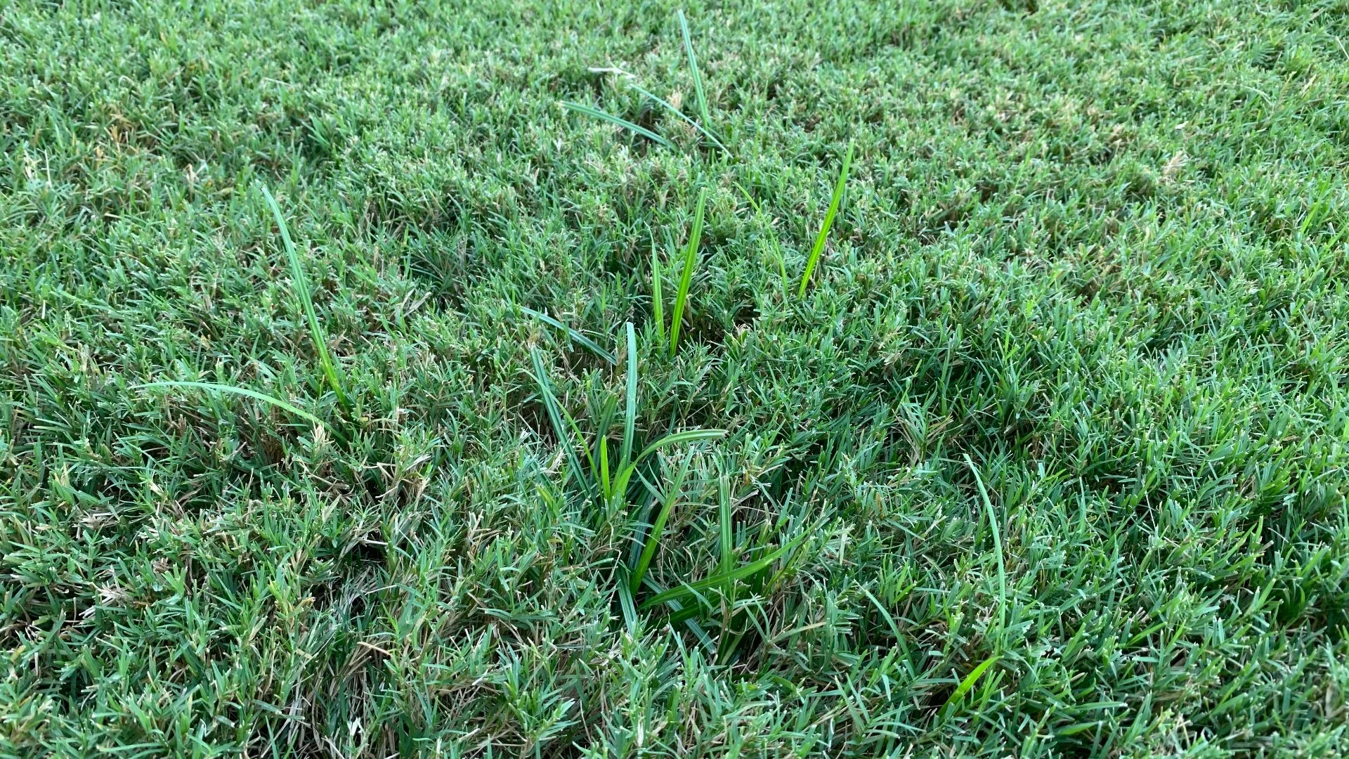 Post-Emergent Weed Control: How Long Does It Take to Work?