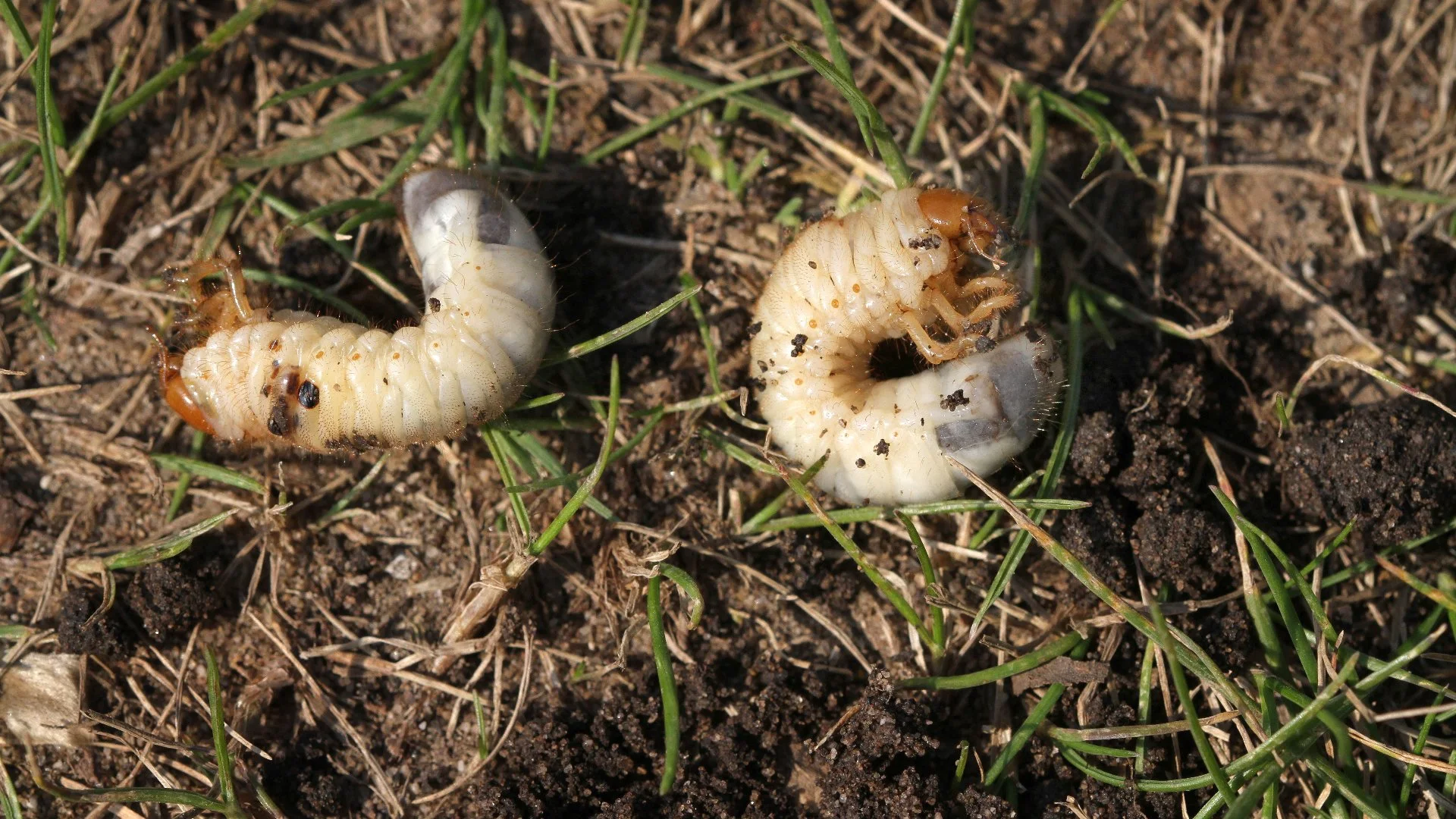 What Should You Do if Your Lawn Has a Grub Infestation?