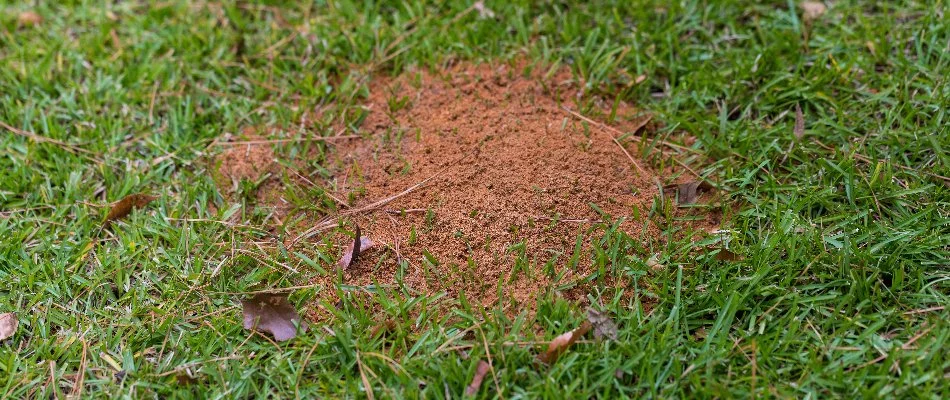 A fire ant mound on a lawn in Austin, TX.