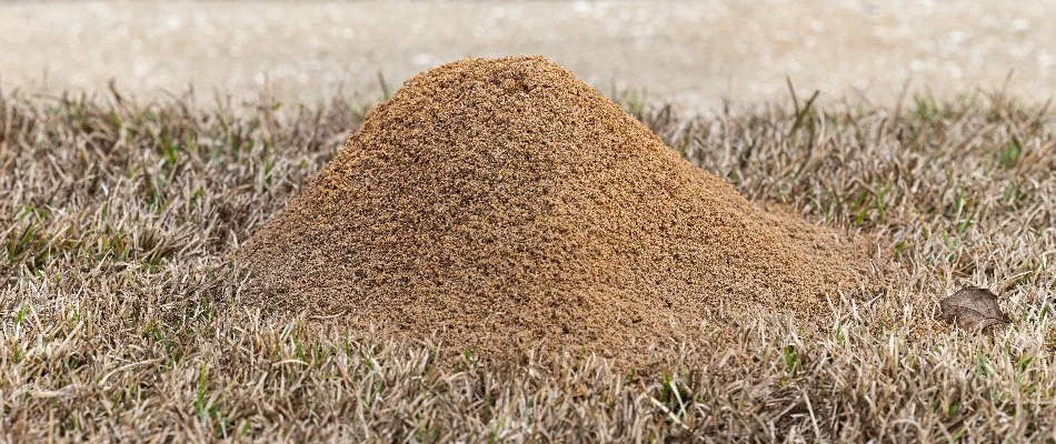 A fire ant mound on a lawn in Austin, TX.