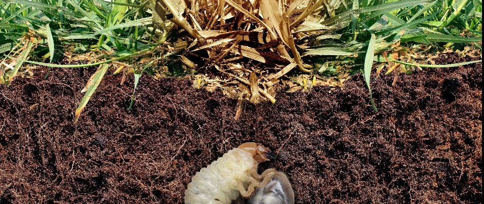 A grub in soil under a lawn in Austin, TX, feeding on the roots of the grass.