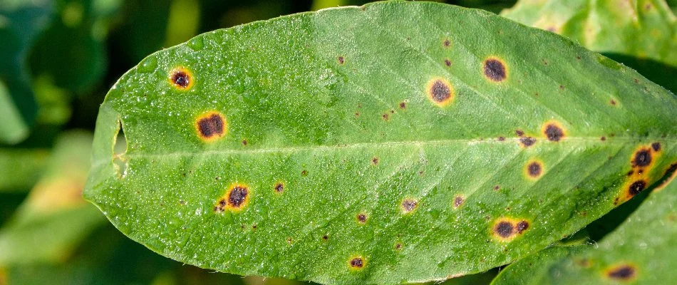 Leaf spot disease on a shrub leaf in Austin, TX.