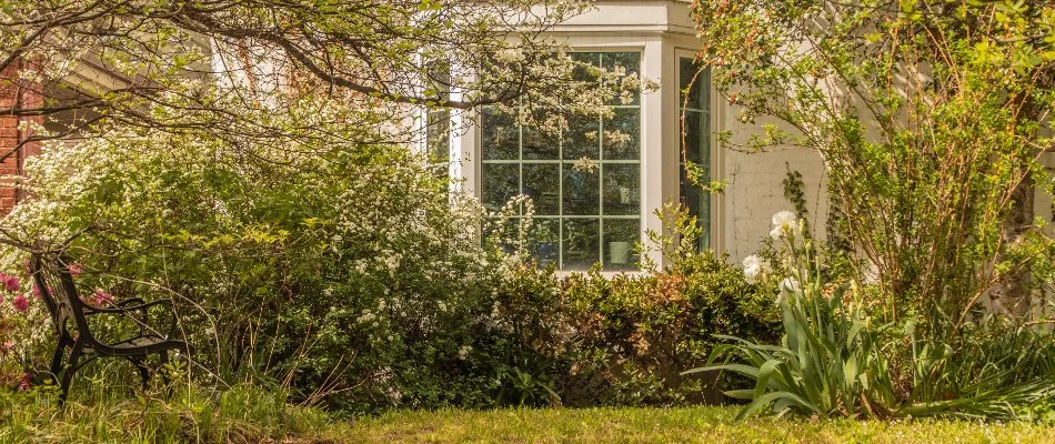 Overgrown plants on property in Austin, TX.