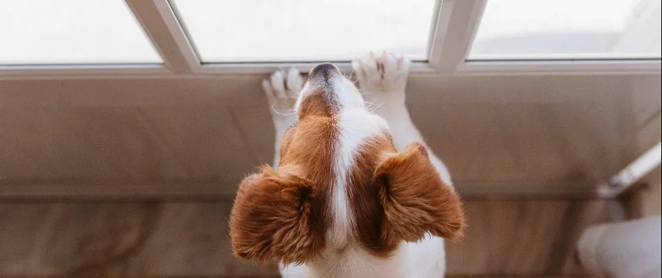 Dog waiting at the door in Austin, TX.