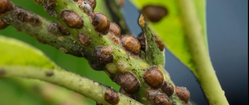 Scale insects on the green branch of a shrub in Austin, TX.