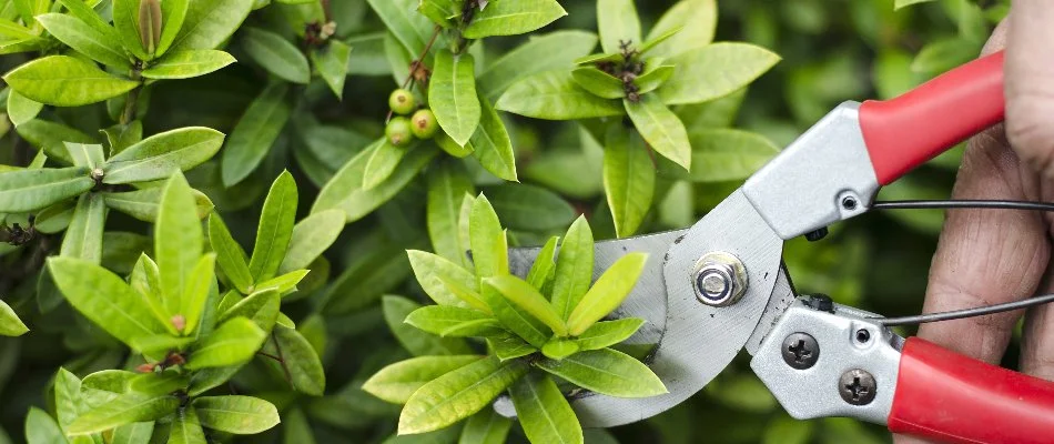 Shrub foliage being pruned in Austin, TX.