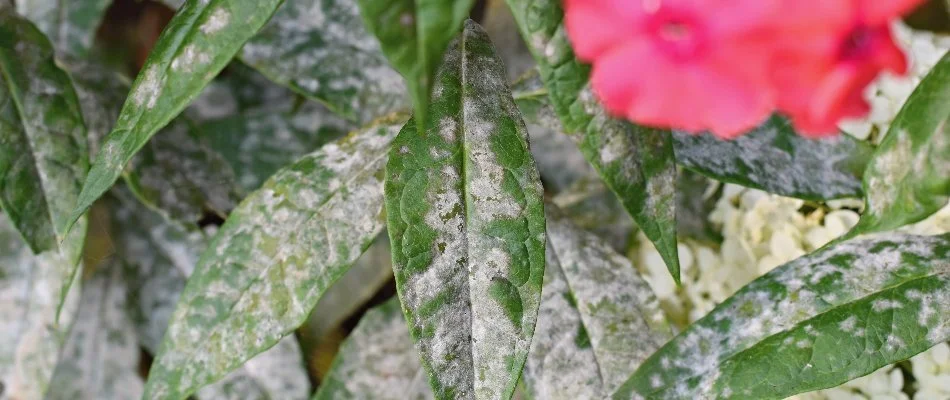 Shrubs with powdery mildew in Austin, TX.