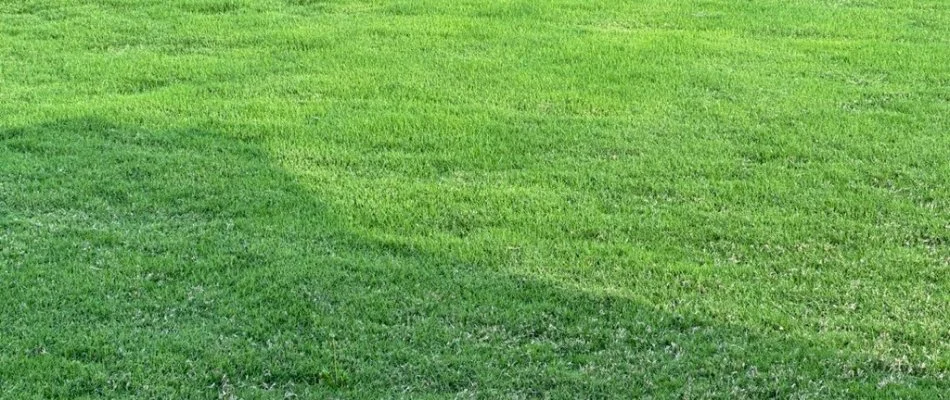 A healthy, green lawn on a residential property in Austin, TX.